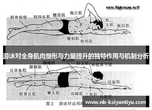 游泳对全身肌肉塑形与力量提升的独特作用与机制分析